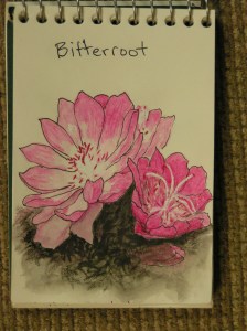 MINOLTA DIGITAL CAMERA