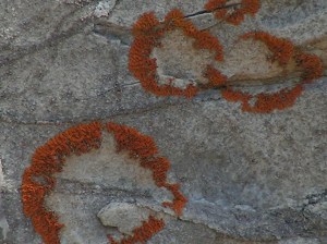 MINOLTA DIGITAL CAMERA