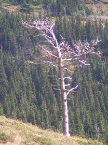 MINOLTA DIGITAL CAMERA