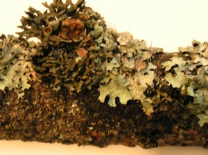 Close up Bark with Lichen