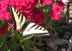 MINOLTA DIGITAL CAMERA