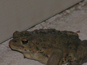 MINOLTA DIGITAL CAMERA