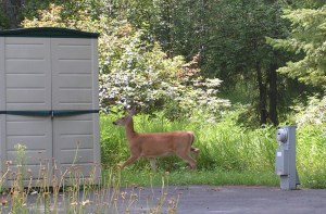 Deer in My Yard