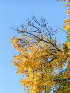 MINOLTA DIGITAL CAMERA