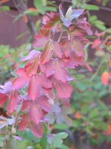 MINOLTA DIGITAL CAMERA