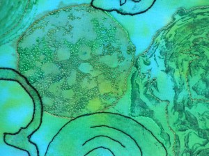 MINOLTA DIGITAL CAMERA