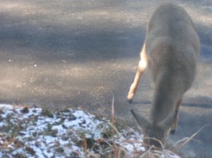 MINOLTA DIGITAL CAMERA