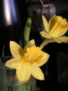 First Daffodils