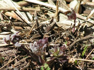 Columbine Beginning to Grow