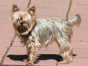 Symphony Enjoying the Sun