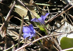 Periwinkle Blooming
