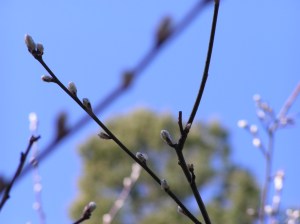 Tree Buds