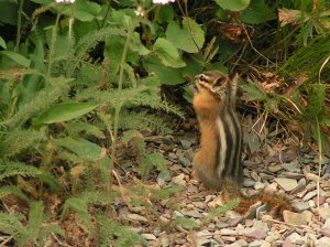 Chipmunk