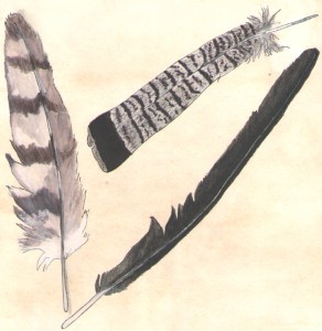 sketchbook Feathers