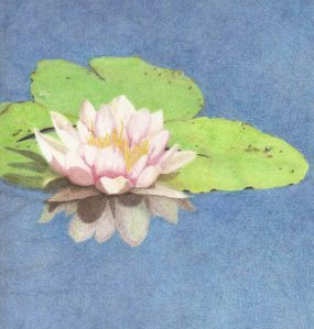 colored-pencil-water-lily-2